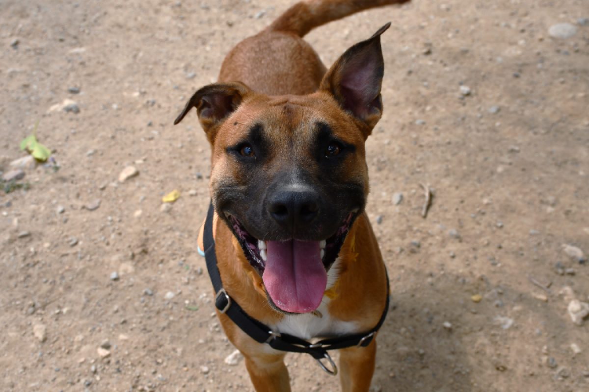 Cooper - Chien à adopter