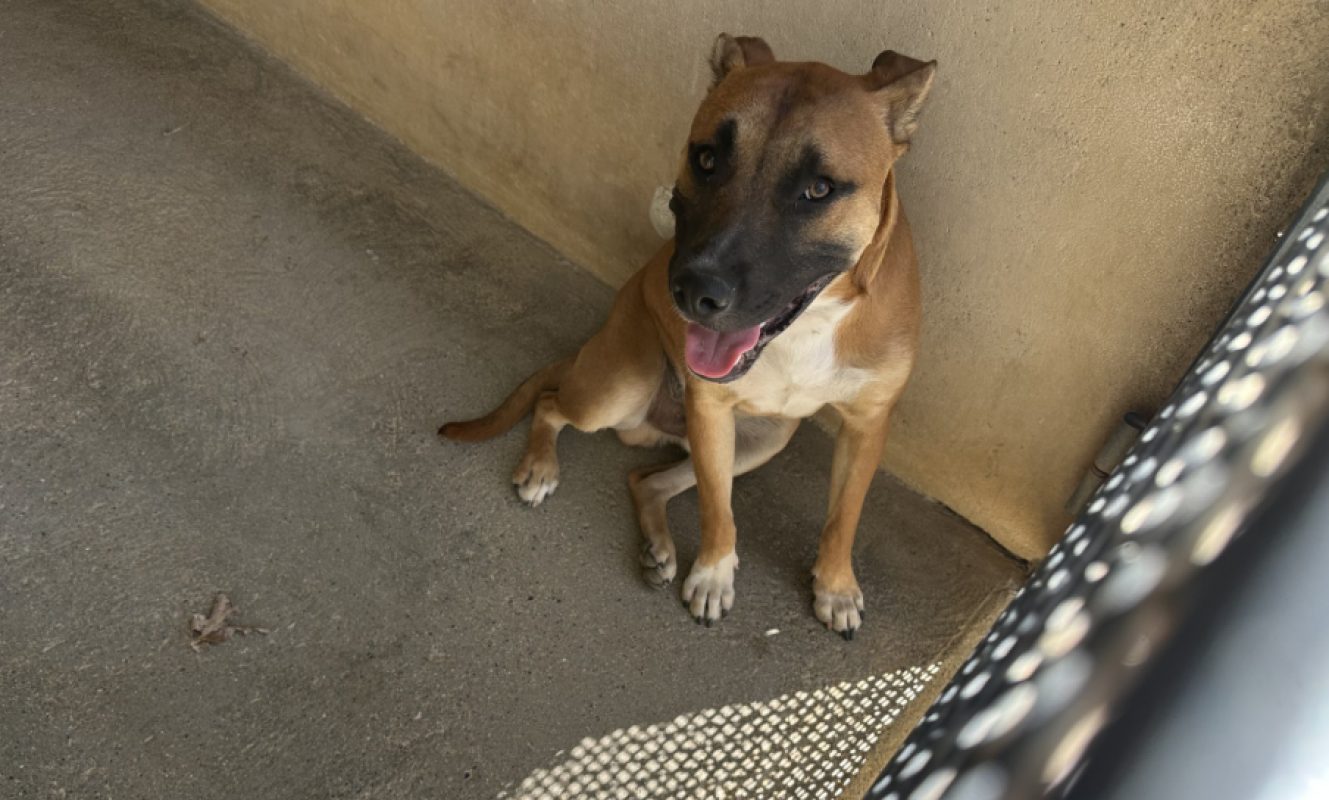 Cooper - Chien à adopter - photo 2
