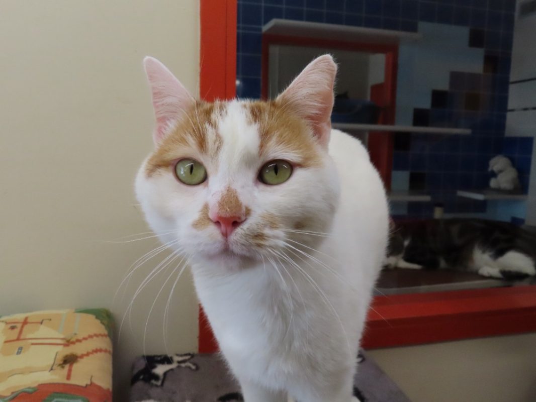Sekani - Chat Européen à adopter