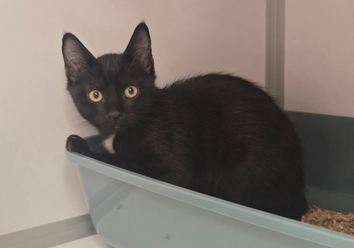 Zesti - Chat Européen à adopter
