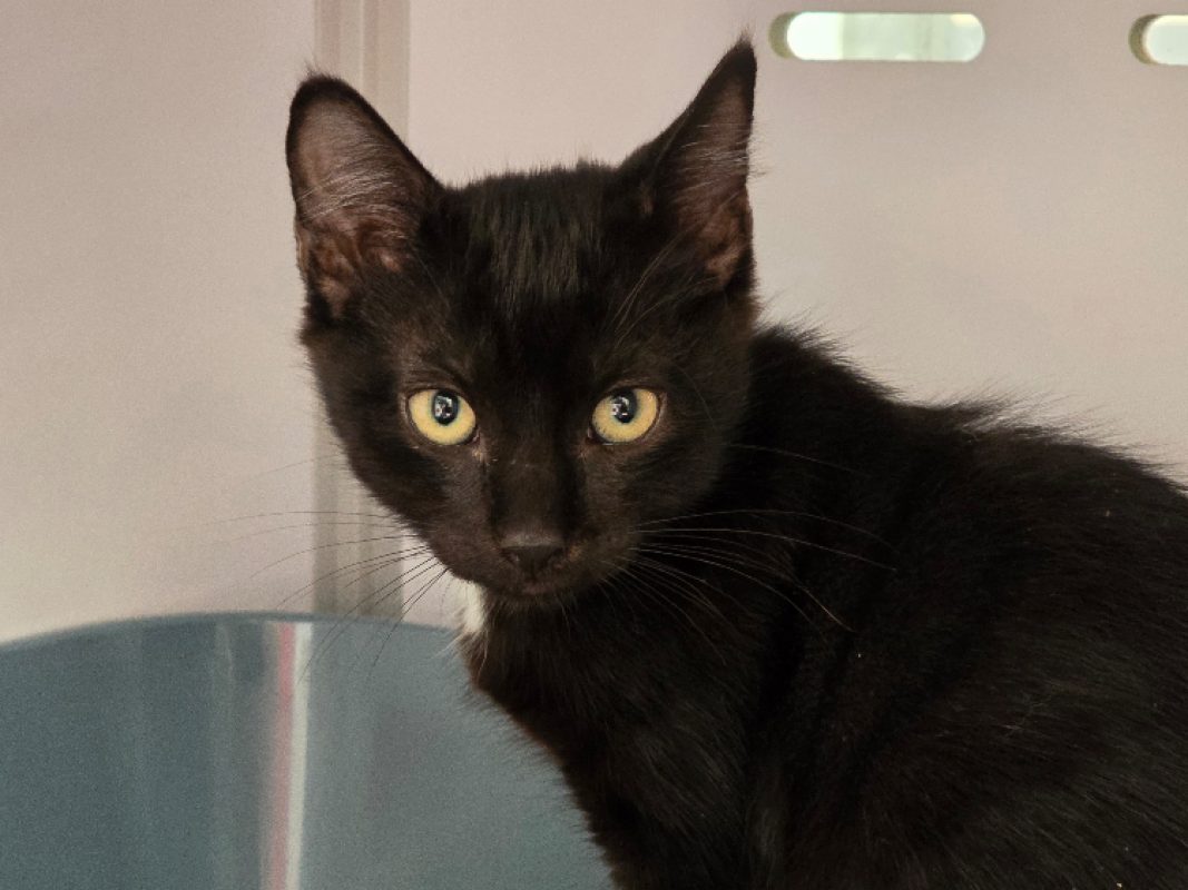 Zesti - Chat Européen à adopter - photo 3