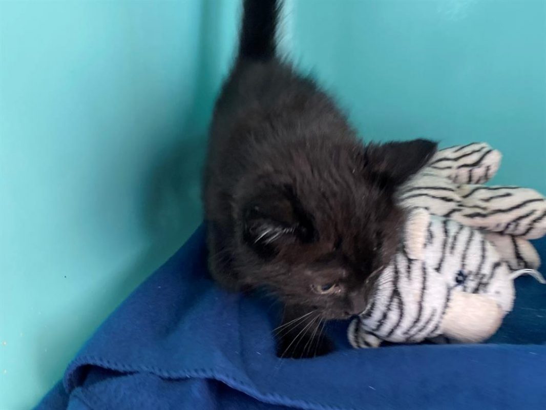 Colin - Chat Européen à adopter
