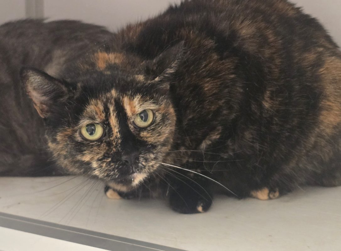 Lilly - Chat Européen à adopter