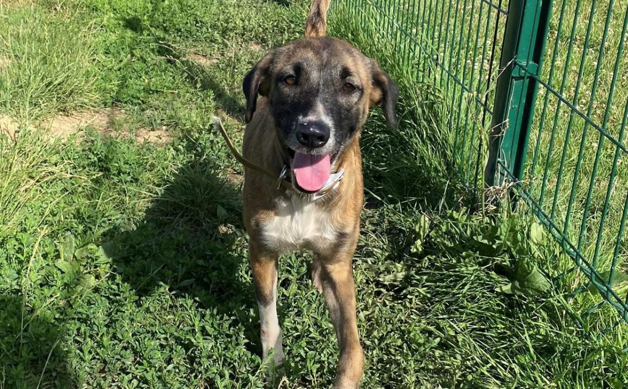 Talya - Chien à adopter