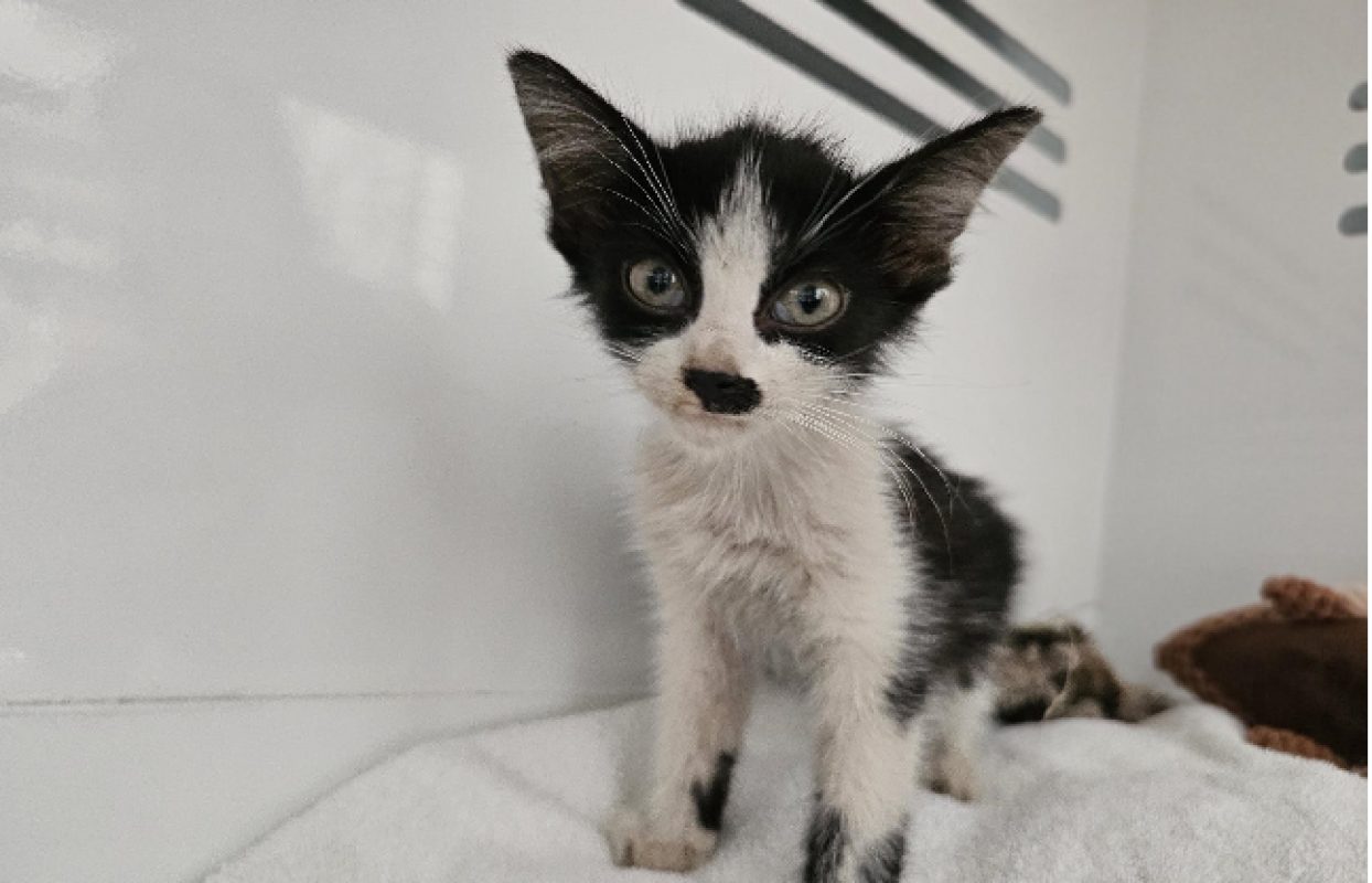 Basile - Chat Européen à adopter