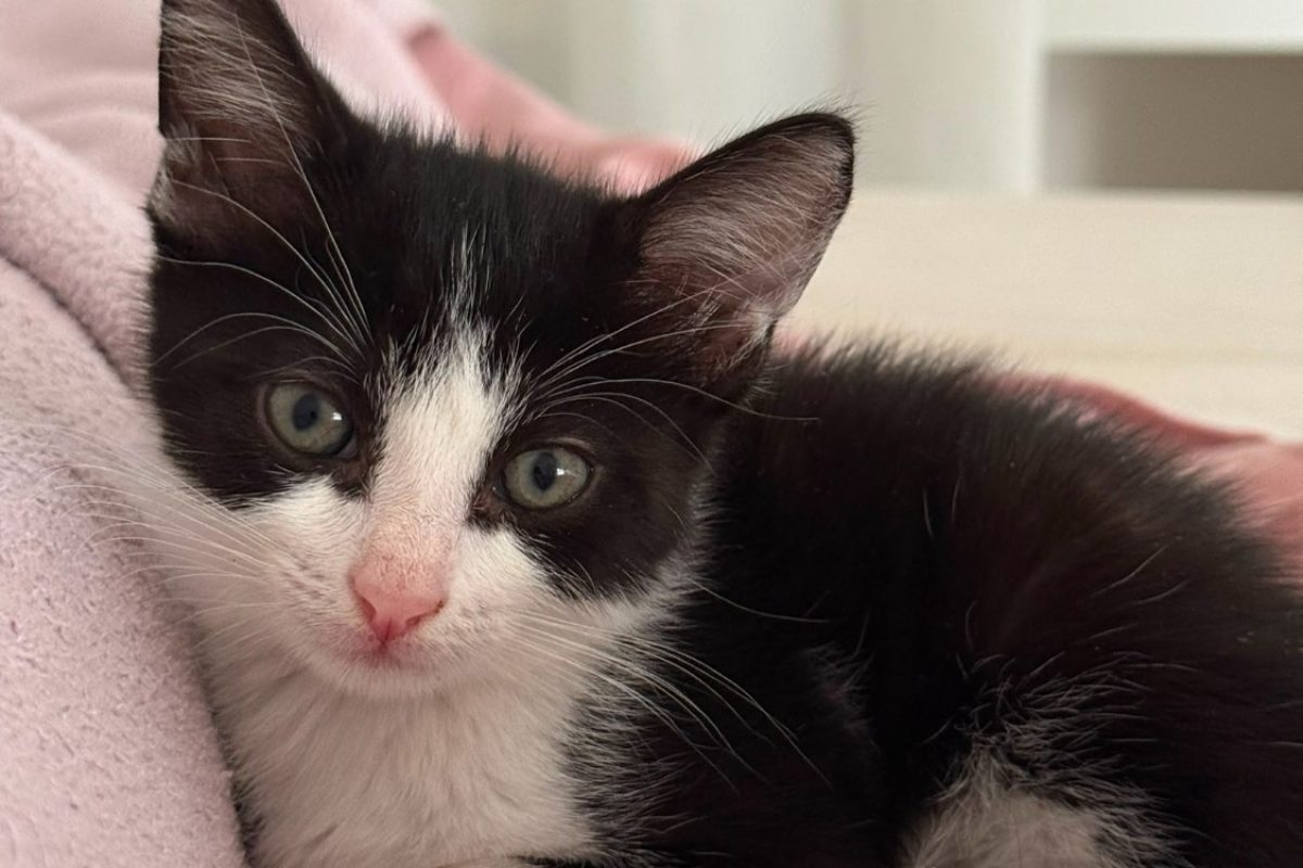 Luna - Chat Européen à adopter