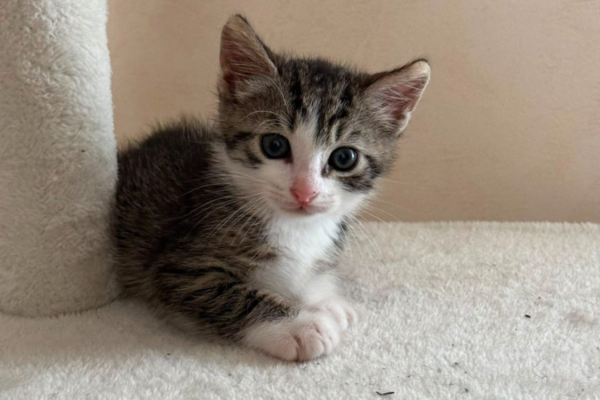 Salsa - Chat Européen à adopter