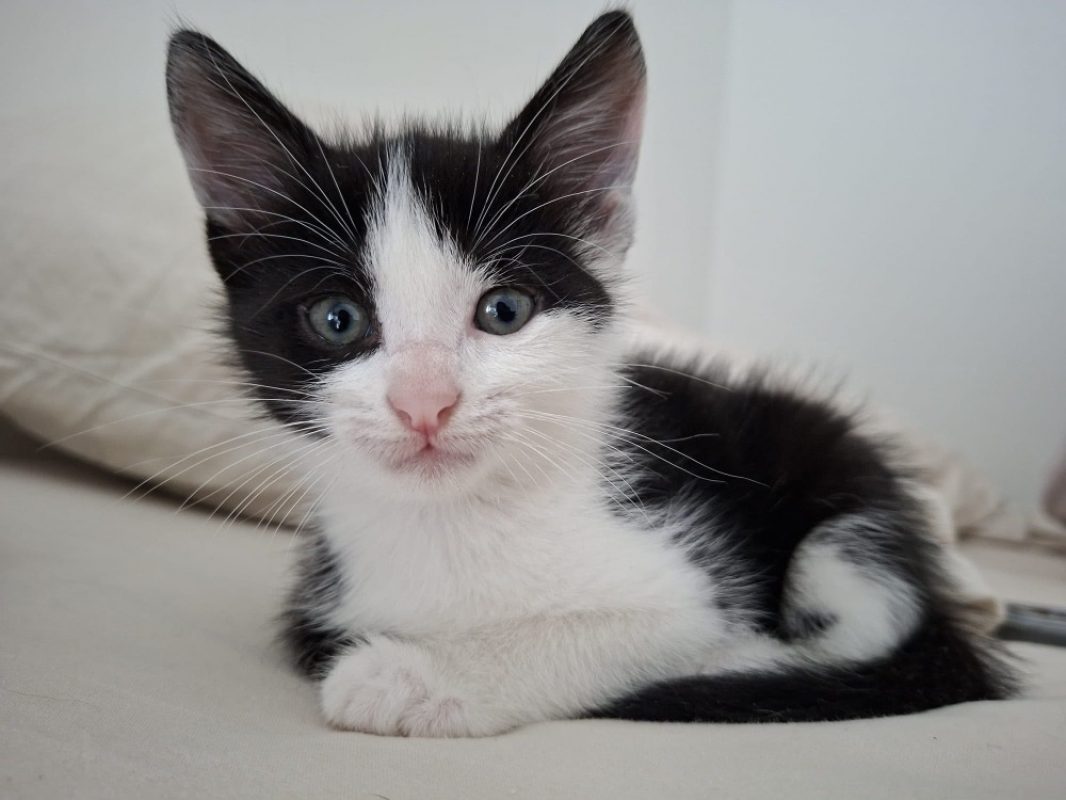 Sol - Chat Européen à adopter