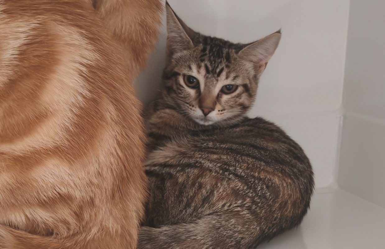 Mimolette - Chat Européen à adopter