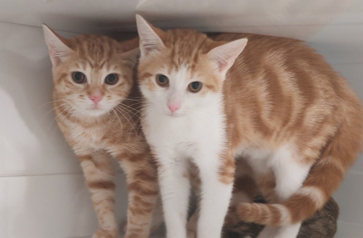 Brie - Chat Européen à adopter