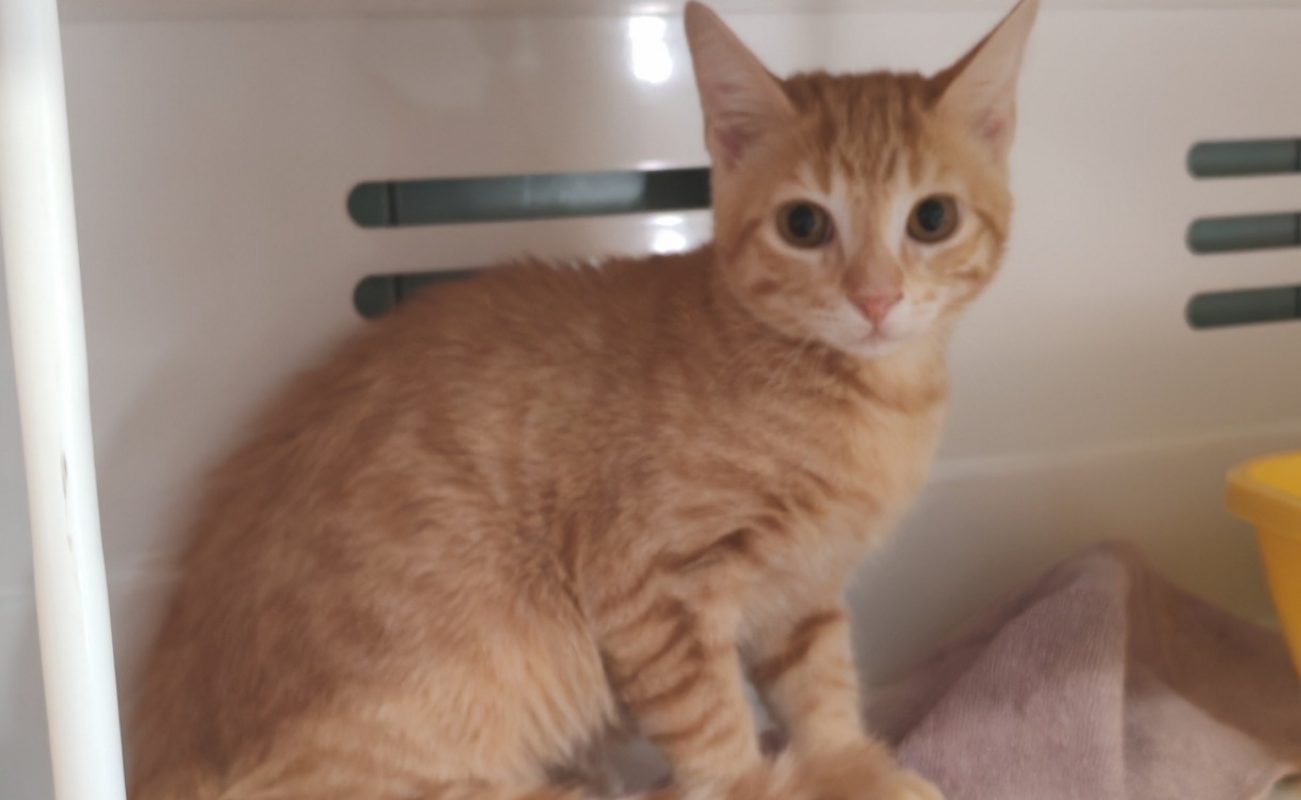 Boursin - Chat Européen à adopter