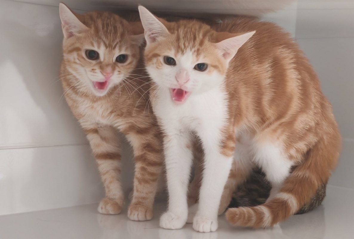 Aligo - Chat Européen à adopter