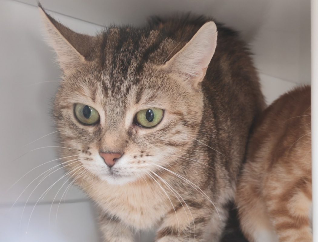 Tigrette - Chat Européen à adopter