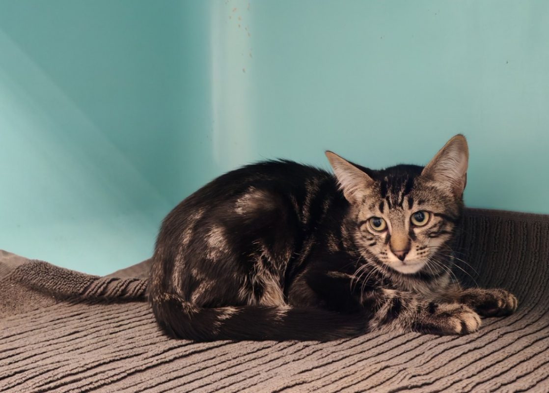 Heliaz - Chat Européen à adopter