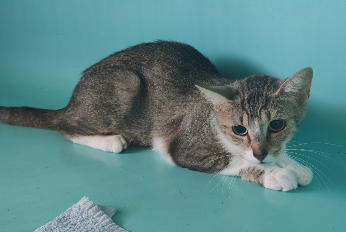 Hillary - Chat Européen à adopter