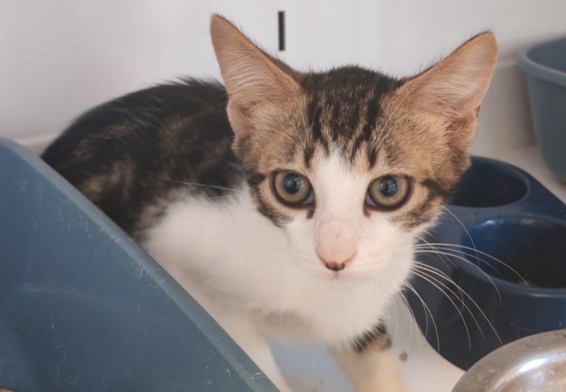 Peyo - Chat Européen à adopter