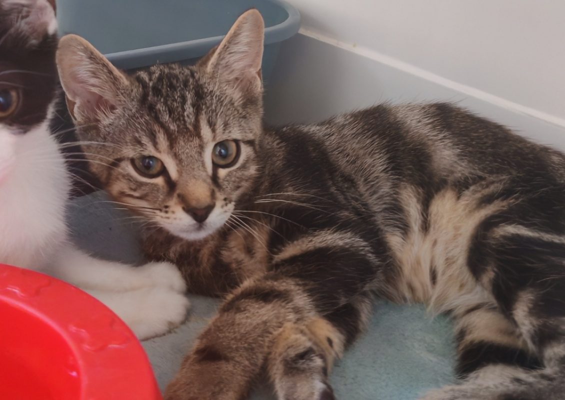 Miskitoko - Chat Européen à adopter