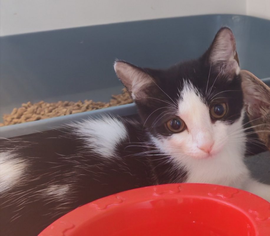 Zoubizou - Chat Européen à adopter