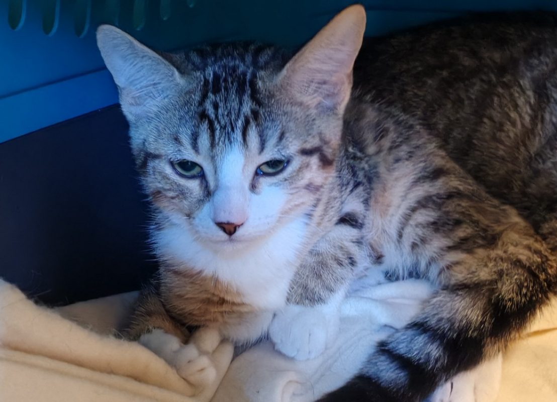 Harpege - Chat Européen à adopter