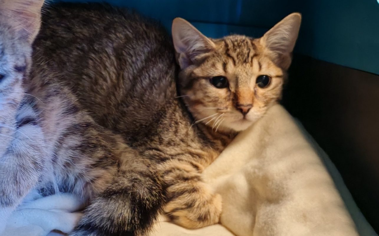 Herminie - Chat Européen à adopter