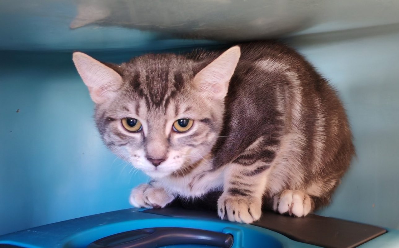 Hershey - Chat Européen à adopter