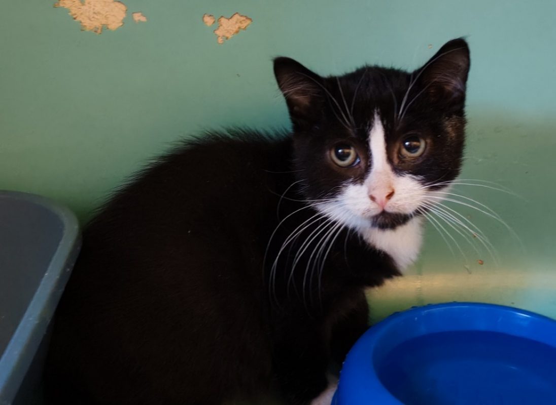 Jeeves - Chat Européen à adopter