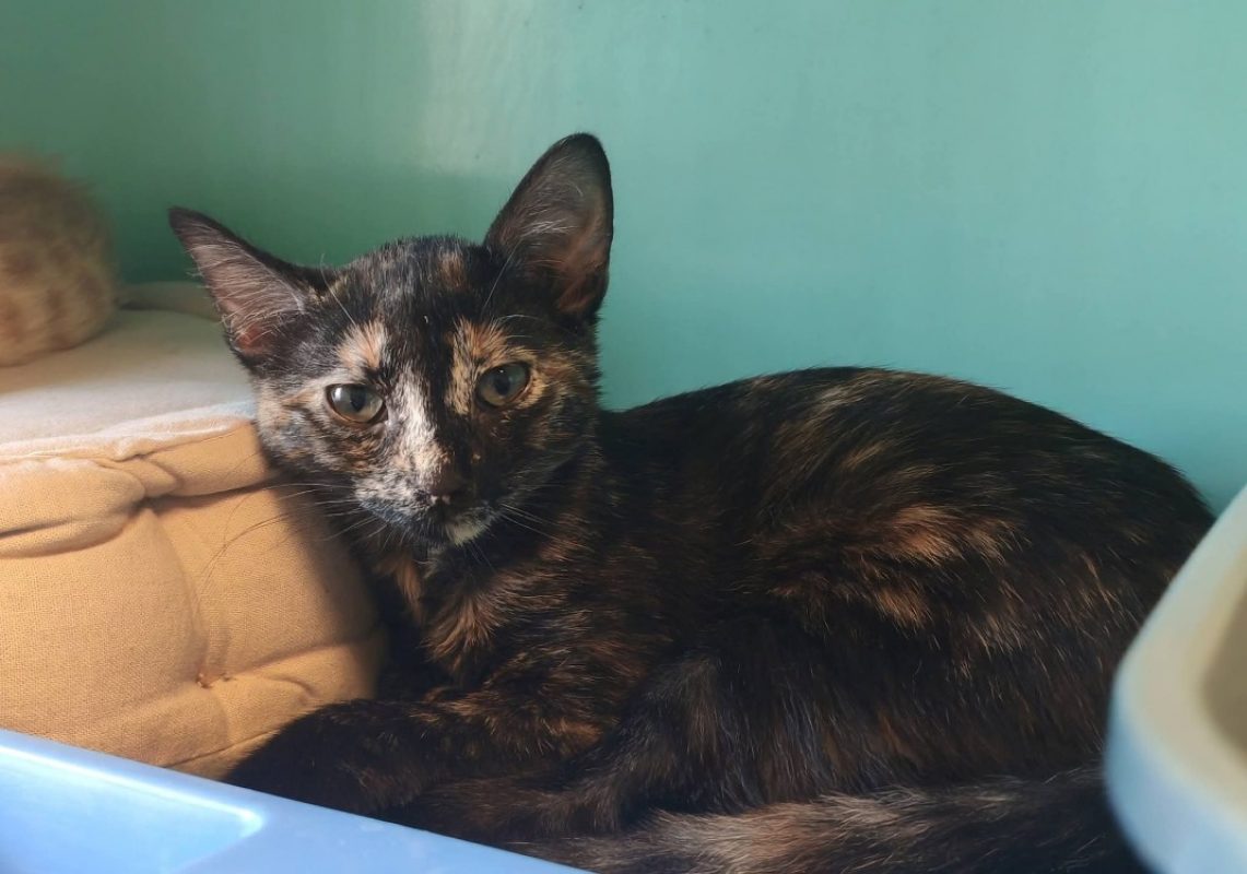 Nova - Chat Européen à adopter