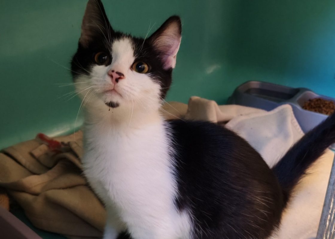 Plouf - Chat Européen à adopter