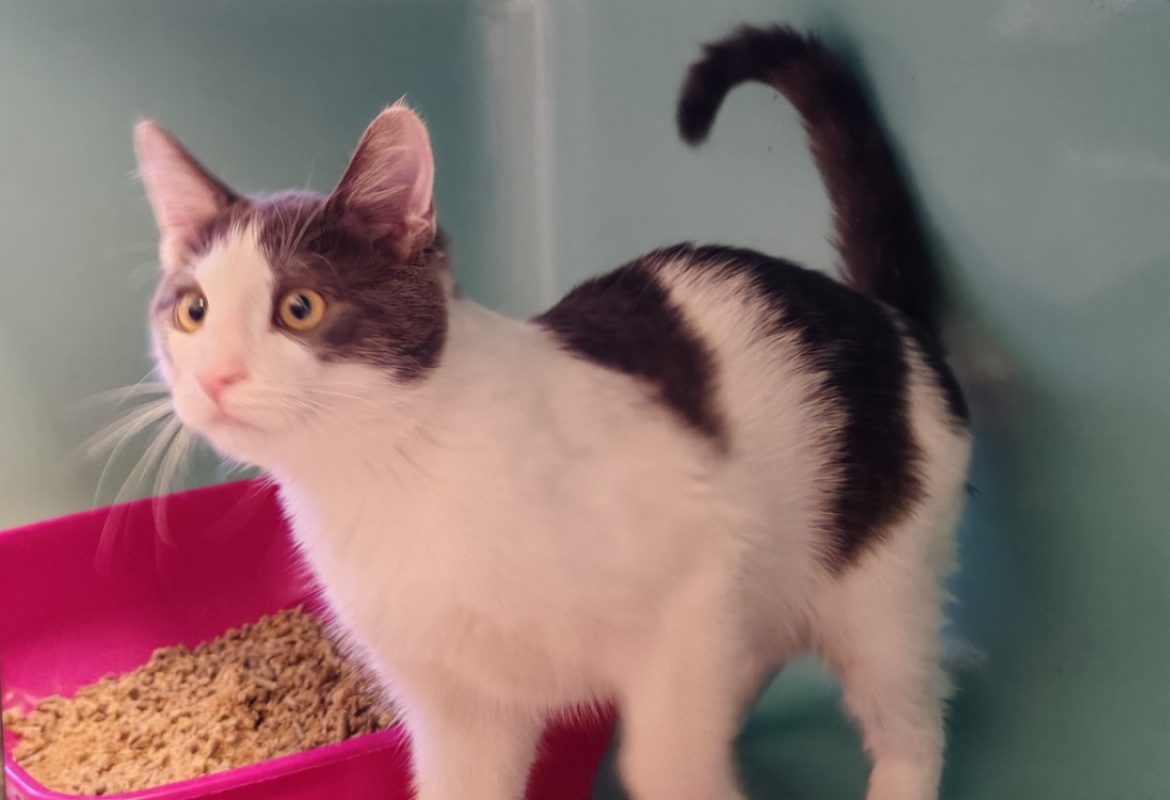 Grumeau - Chat Européen à adopter