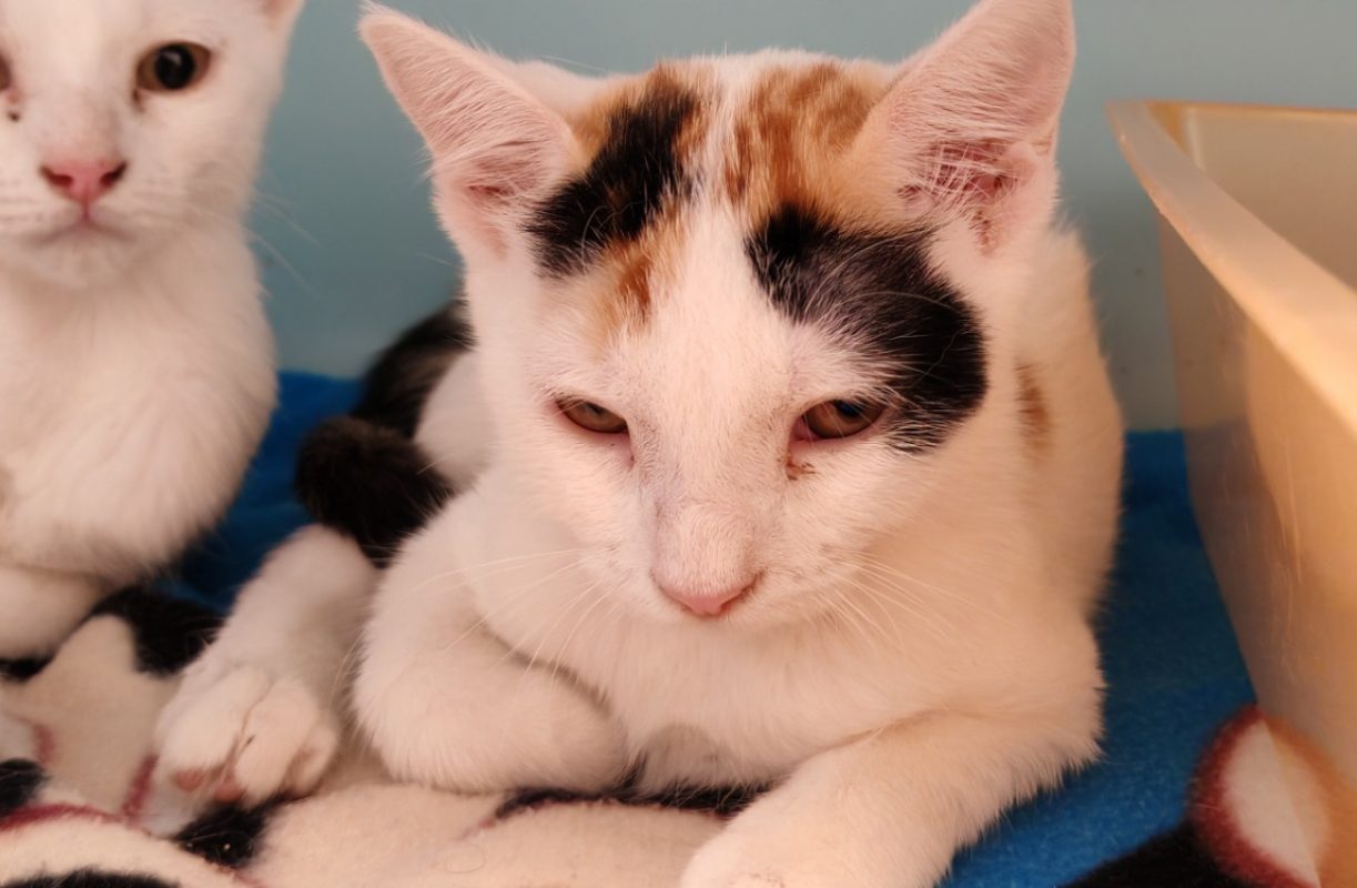 Talia - Chat Européen à adopter