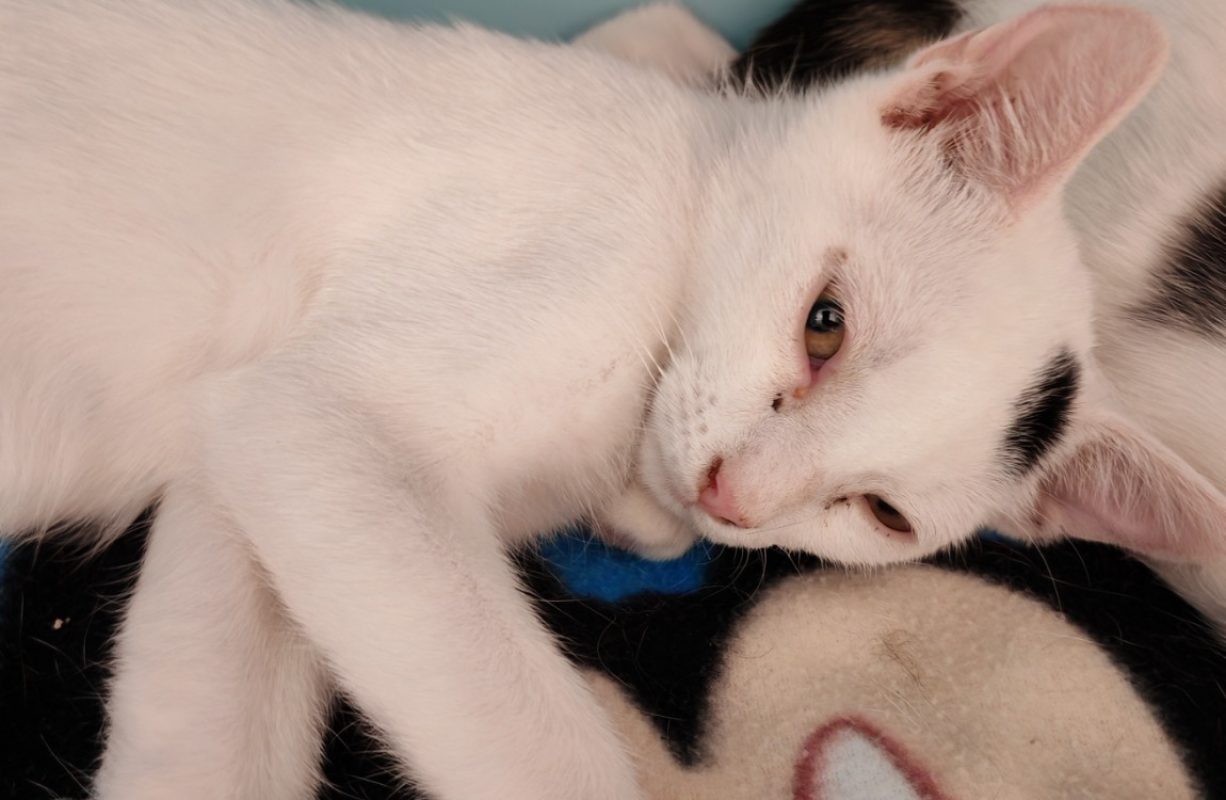 Nolan - Chat Européen à adopter
