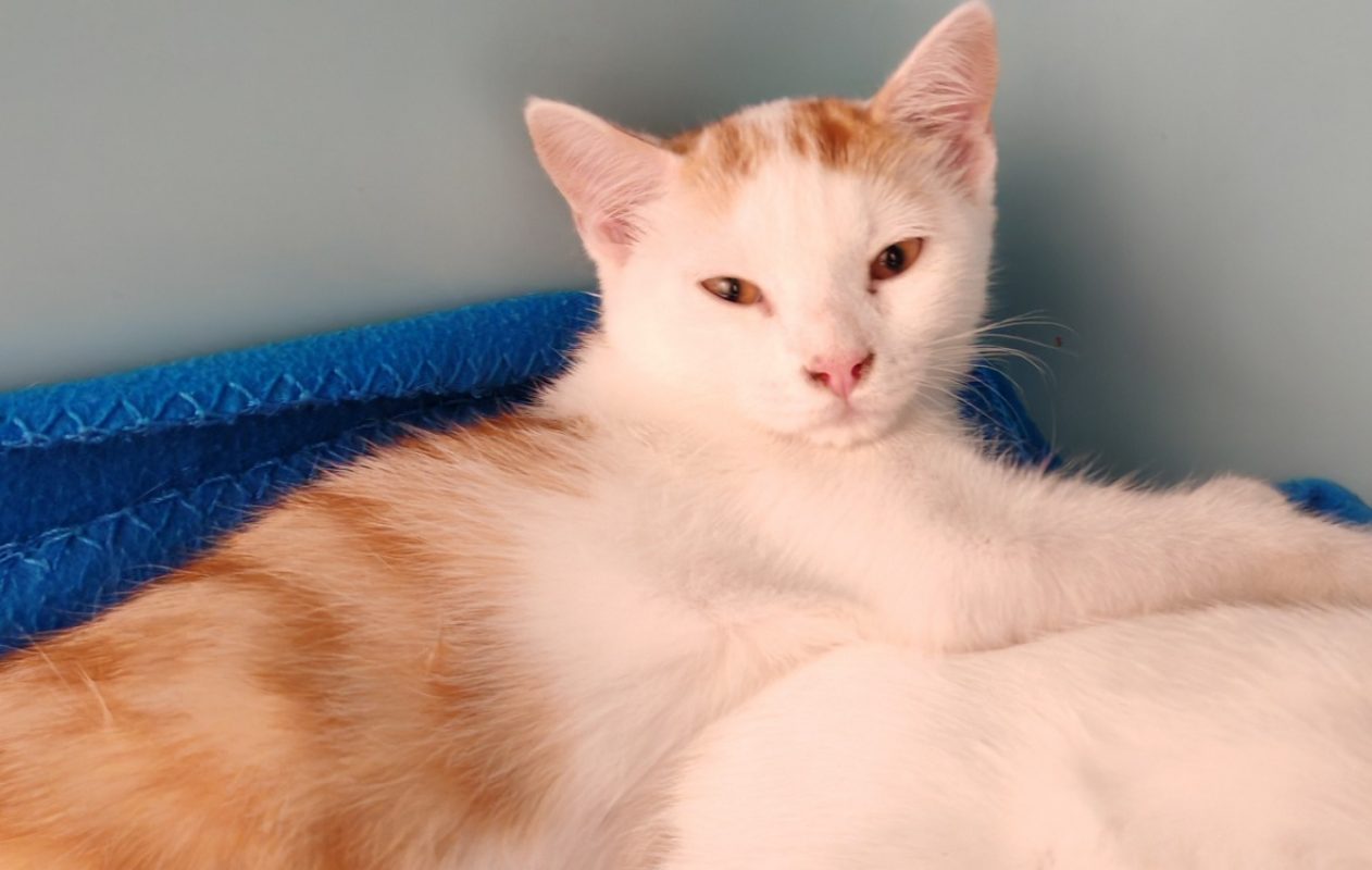 Tim - Chat Européen à adopter