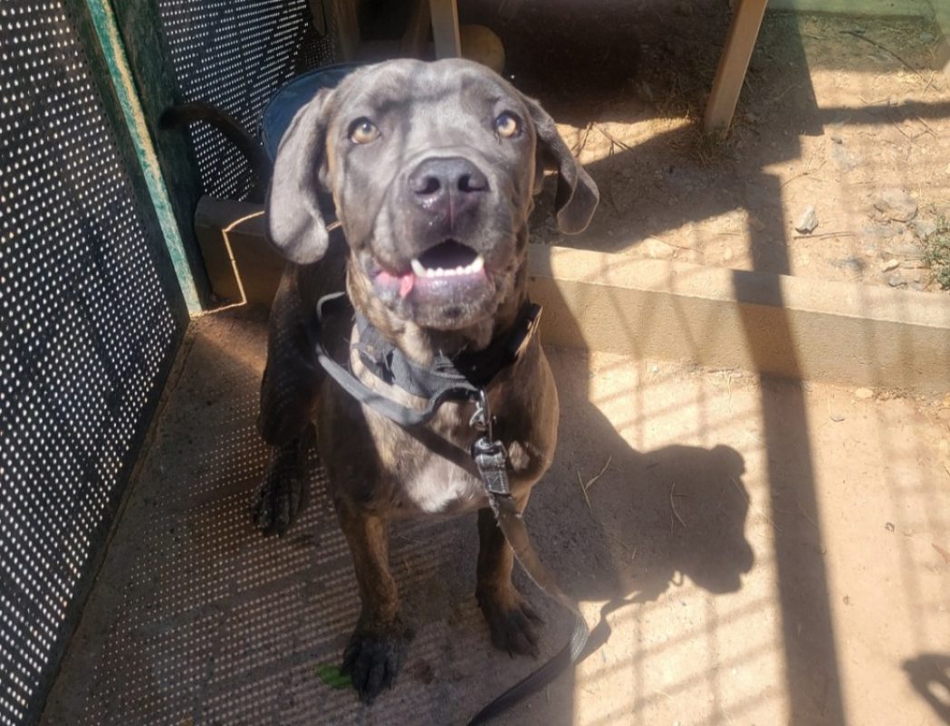 Angel - Chien Cane Corso à adopter
