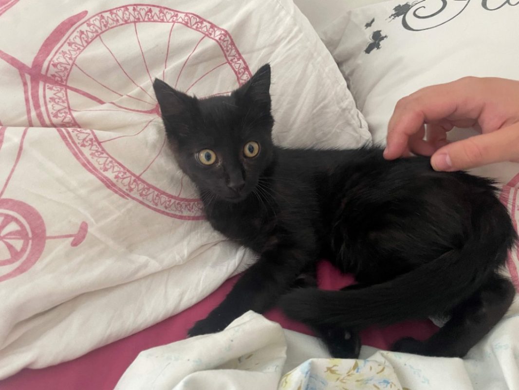Miracle - Chat Européen à adopter