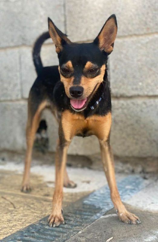 Dandy - Chien à adopter - photo 3