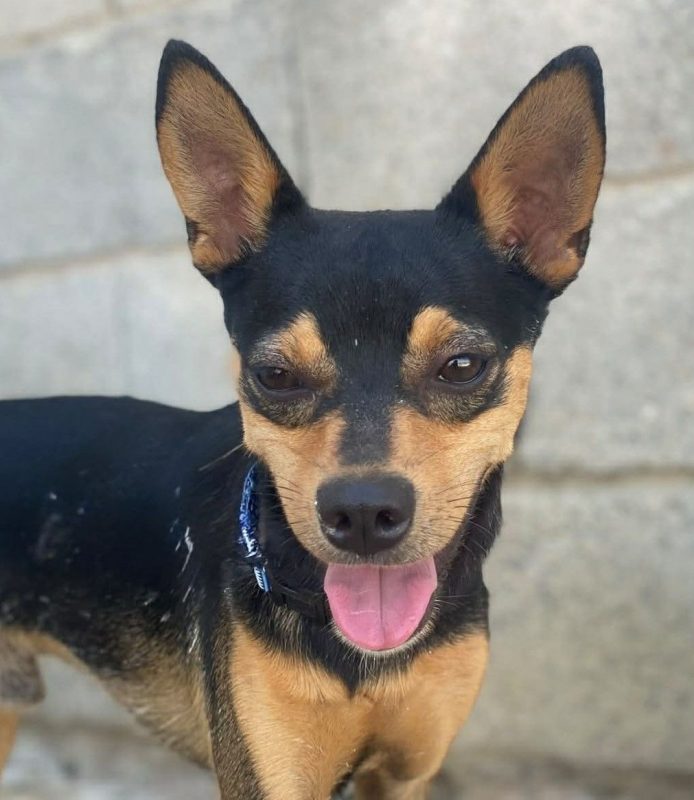 Dandy - Chien à adopter