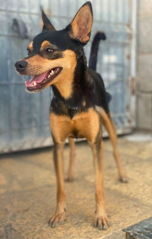 Dandy - Chien à adopter - photo 5