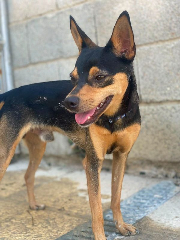 Dandy - Chien à adopter - photo 2