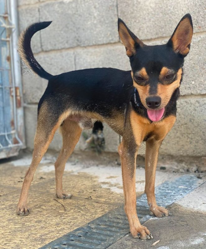 Dandy - Chien à adopter - photo 4