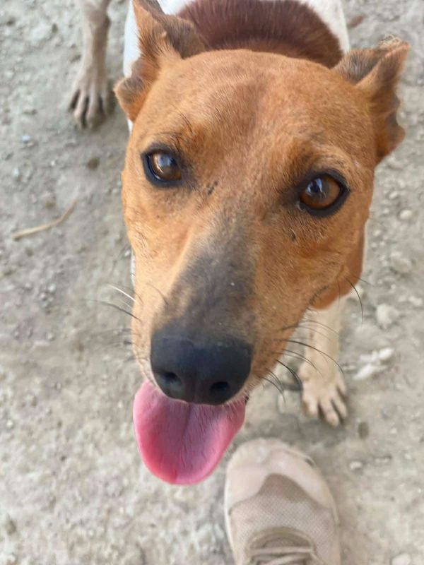 Peter Pan - Chien à adopter