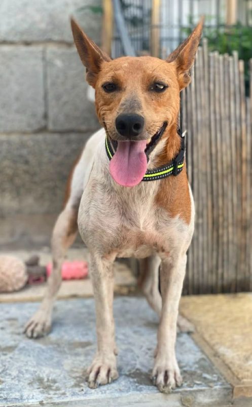 Peter Pan - Chien à adopter - photo 4