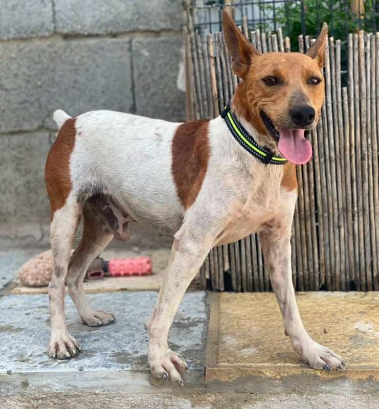 Peter Pan - Chien à adopter - photo 2