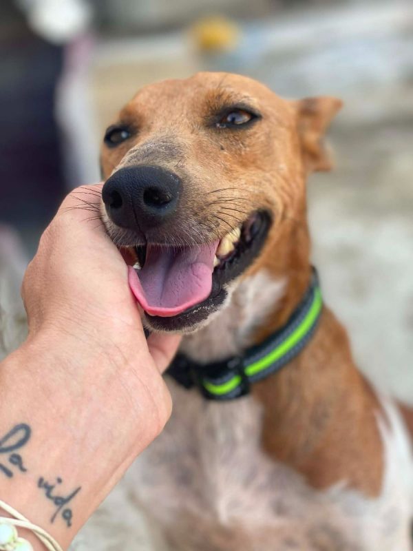 Peter Pan - Chien à adopter - photo 3