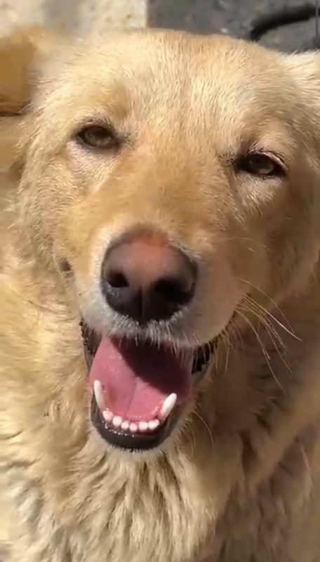 LINA - Chien à adopter