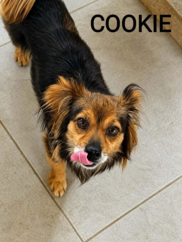 COOKIE - Chien à adopter - photo 7