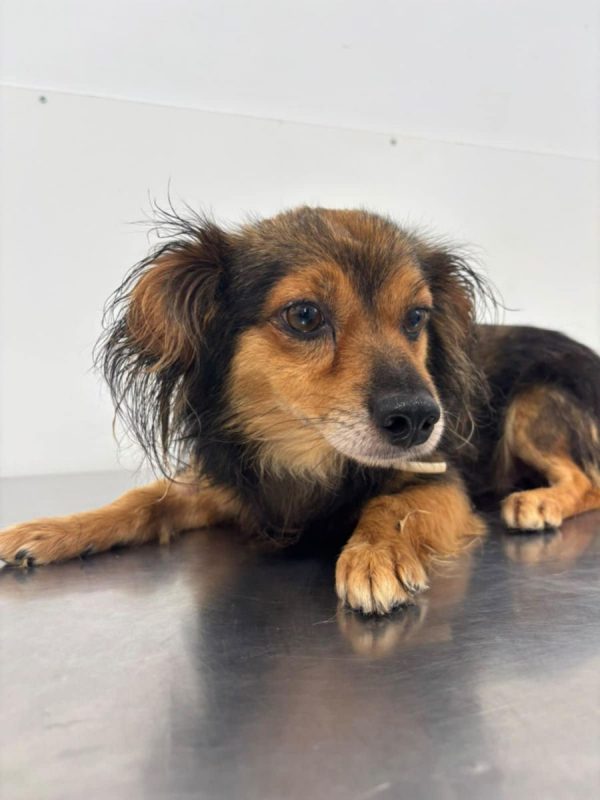 COOKIE - Chien à adopter - photo 8
