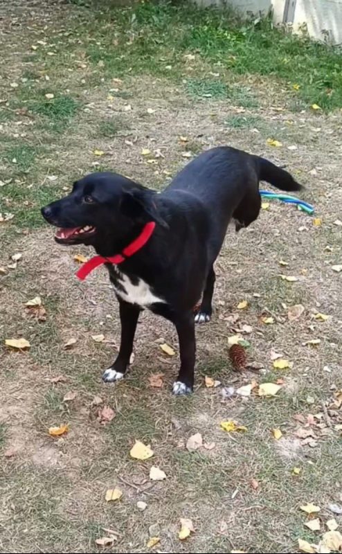 FLAFFY - Chien à adopter - photo 2