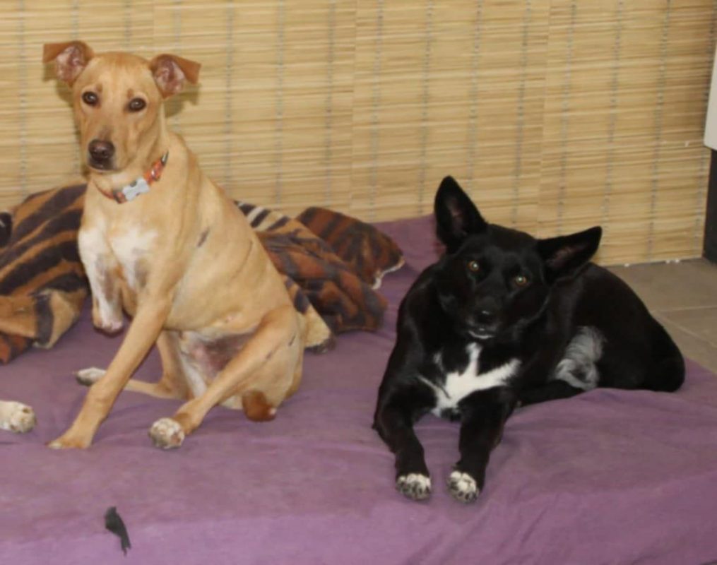 FLAFFY - Chien à adopter - photo 6