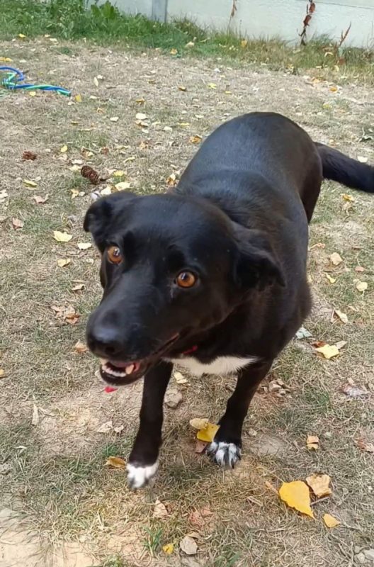 FLAFFY - Chien à adopter - photo 8