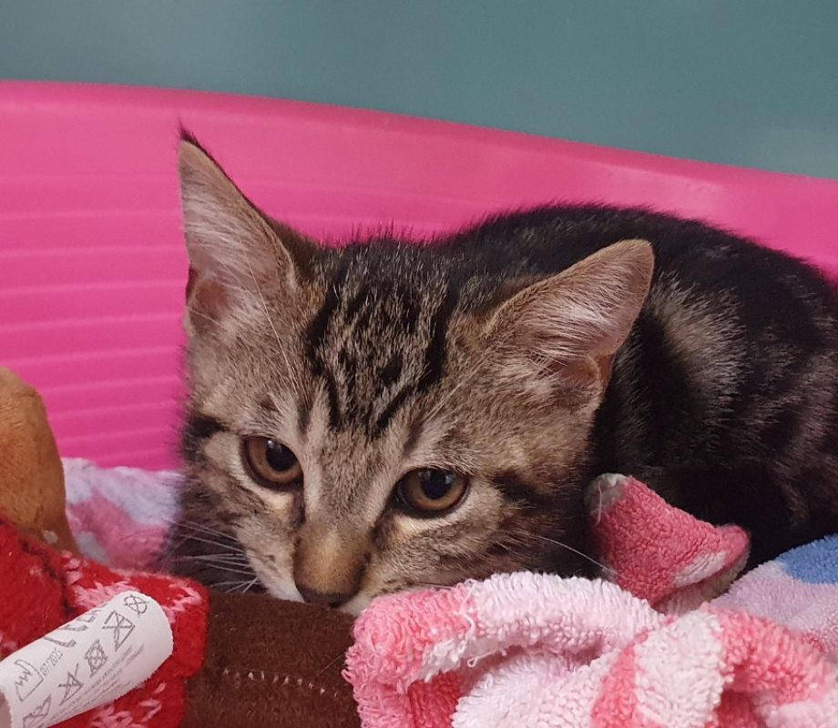 Basilic - Chat Européen à adopter